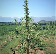 Treated Apples