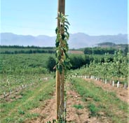 Untreated Apples